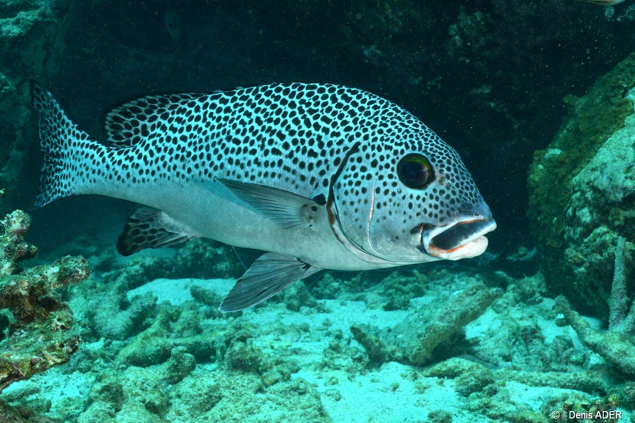 Plectorhinchus picus Diagramme noir et blanc-Mahe Lighthous cap ternay-15m-20190609-Denis-ADER-DSC_8025_tn.jpg